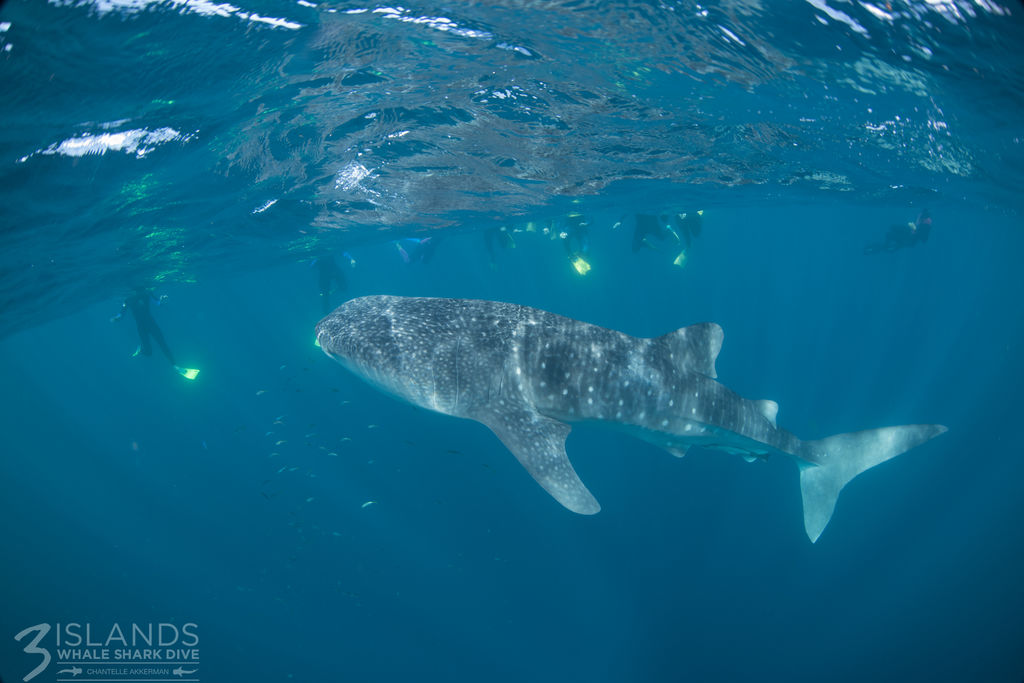 35ca1b5f-ff7e-4bb4-8509-e7e5be6e128e