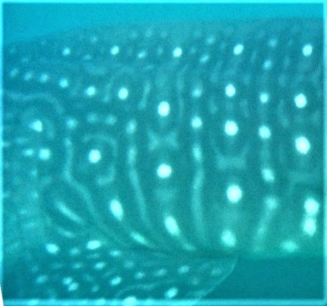 e46129b8-f24f-40ea-bbdf-a9a1013cc442