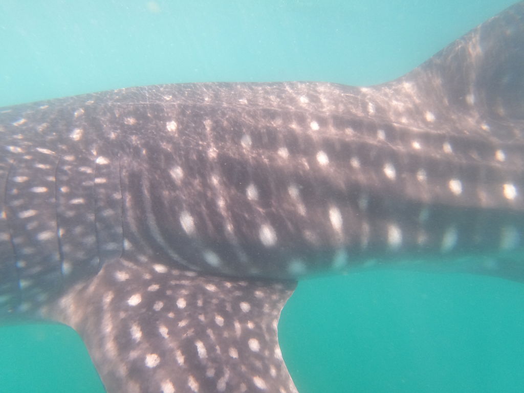 9370309c-32d4-4097-8175-c84f4c5de41c