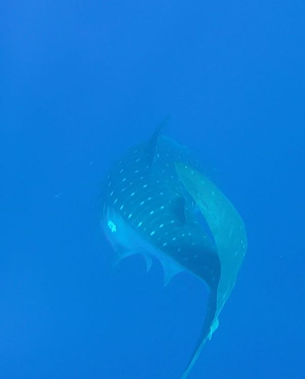 2350d986-8bad-48de-8746-bfba9bb2692a