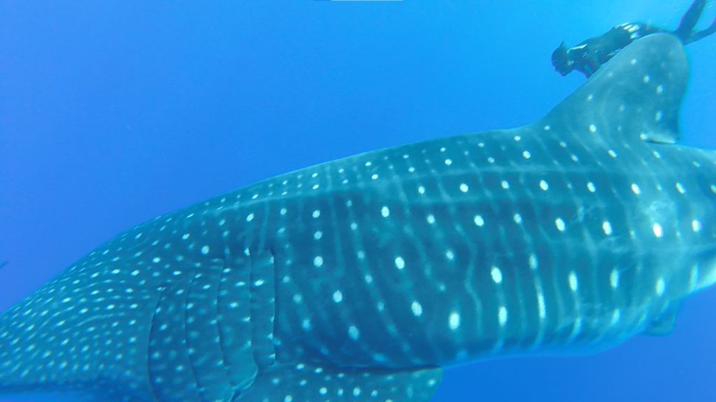 2350d986-8bad-48de-8746-bfba9bb2692a