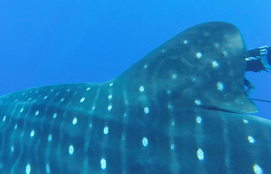 2350d986-8bad-48de-8746-bfba9bb2692a