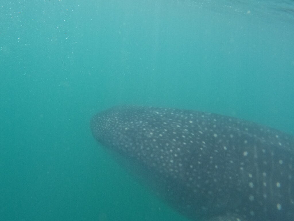 51ff13c4-019c-4217-8f04-0bdefbf3c42e