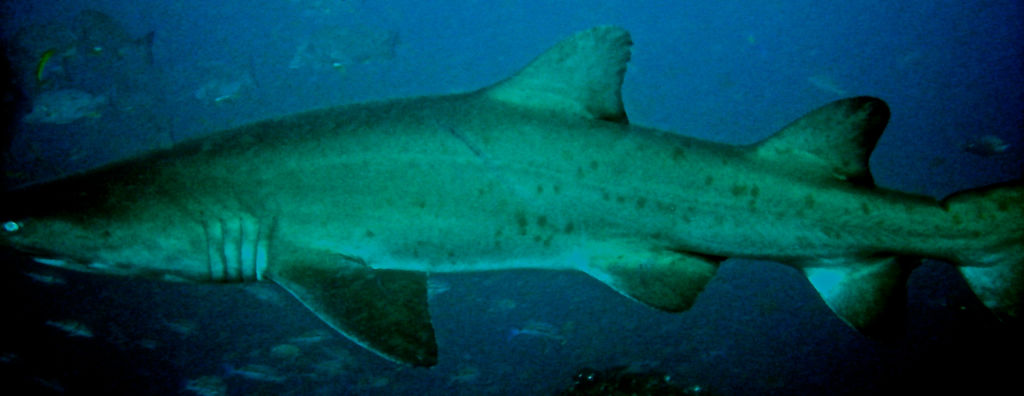 8879feaf-b98a-4db6-8554-0d60f5674466