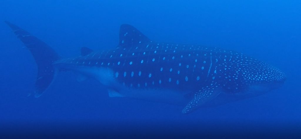 6579de5e-1c4f-4a68-b7a1-ead6f85f7576