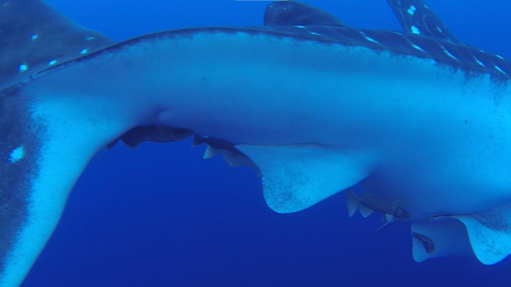 6579de5e-1c4f-4a68-b7a1-ead6f85f7576