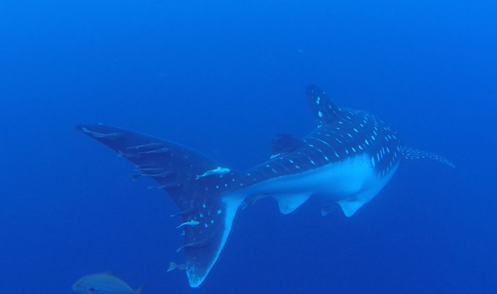 6579de5e-1c4f-4a68-b7a1-ead6f85f7576