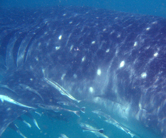 520a52fc-f621-44e9-9572-f2a953bca39f