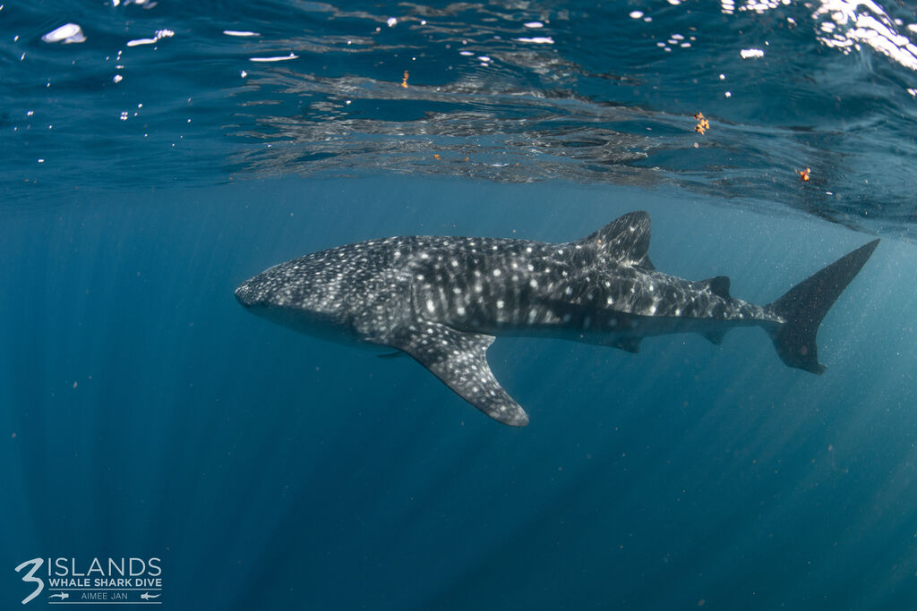 469a1fc2-5399-4c91-8333-cec2979a6382