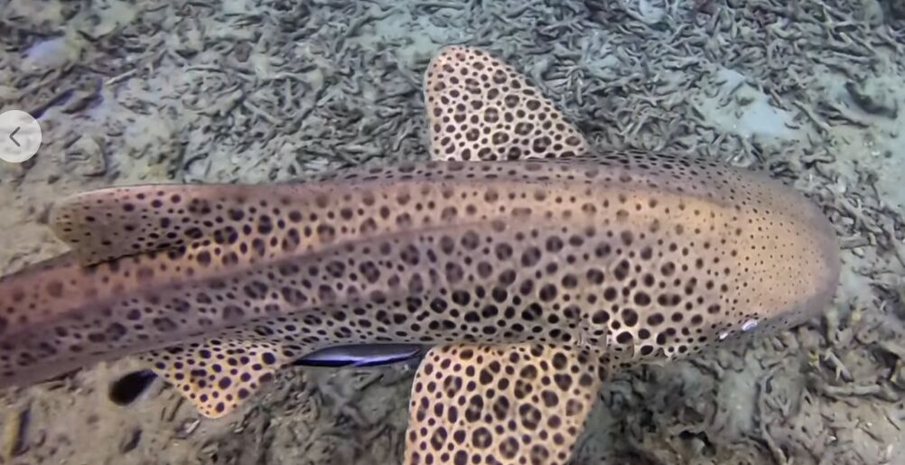 5a0dc684-1a7e-4af7-bd84-170a9a0d3503