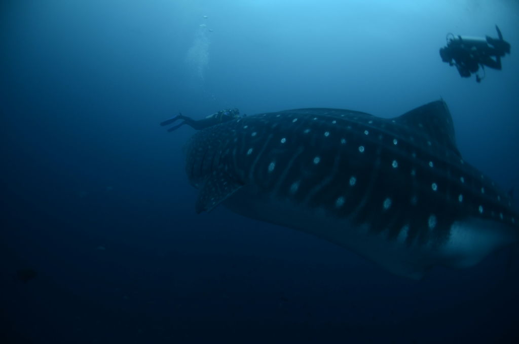 ddf52b12-3d82-478d-9229-0f01cdeb22f4