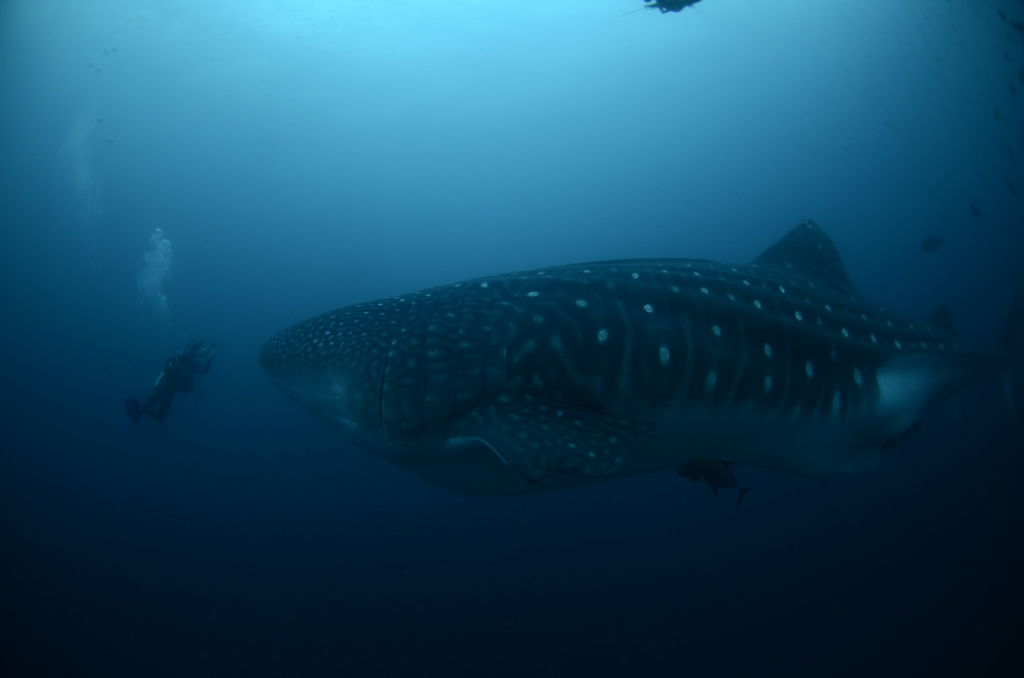 ddf52b12-3d82-478d-9229-0f01cdeb22f4