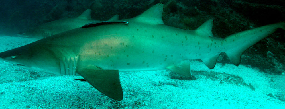 a1483265-8e1a-4bd0-bcbb-6eaef7a69f63