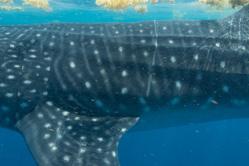 c763d5f4-170d-4697-acf9-36b908ed52bb