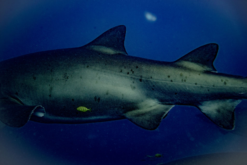 14bc267d-7ec3-4fe4-b62c-c16a8ca5c2f9