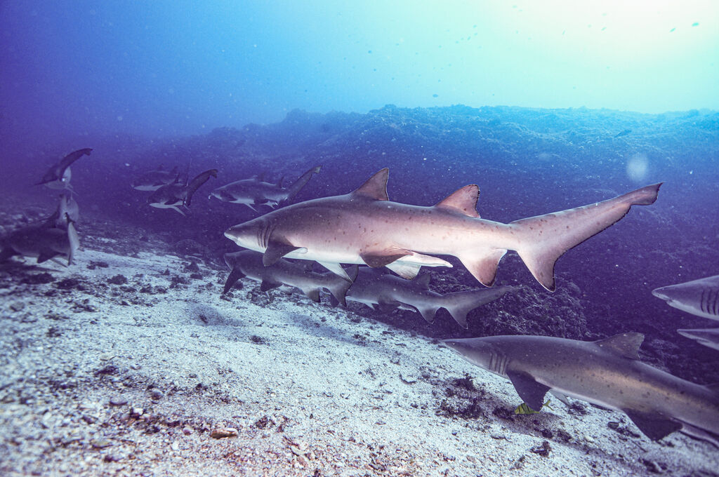 5a0e42fa-6ae7-409d-b247-869f81cd0699