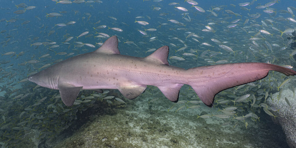 67fb2600-7e02-497c-a83d-f4f26036728f