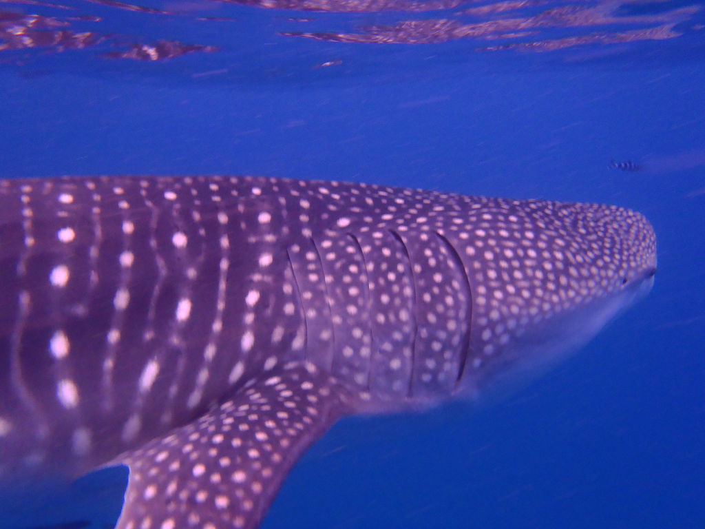 5642727e-fe33-4155-9188-b0c8afac908e