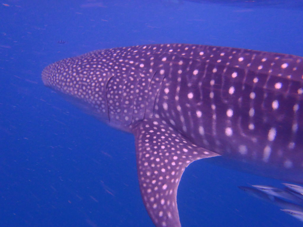 5642727e-fe33-4155-9188-b0c8afac908e