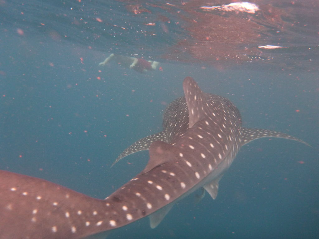 5642727e-fe33-4155-9188-b0c8afac908e