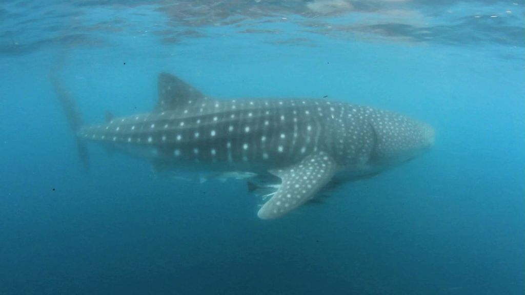 72aff6ab-e983-4086-a2fe-27e81d4364a8