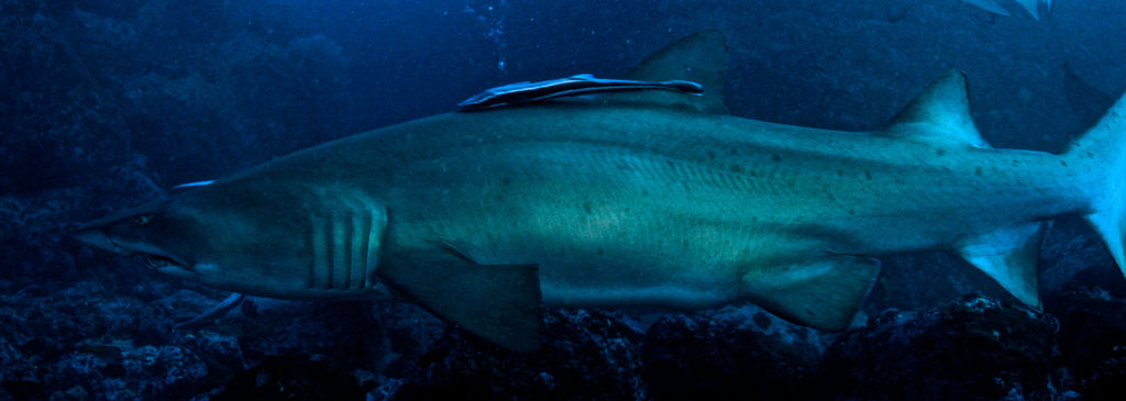 64f800a6-d07f-41b9-9bcc-b302218dc29e