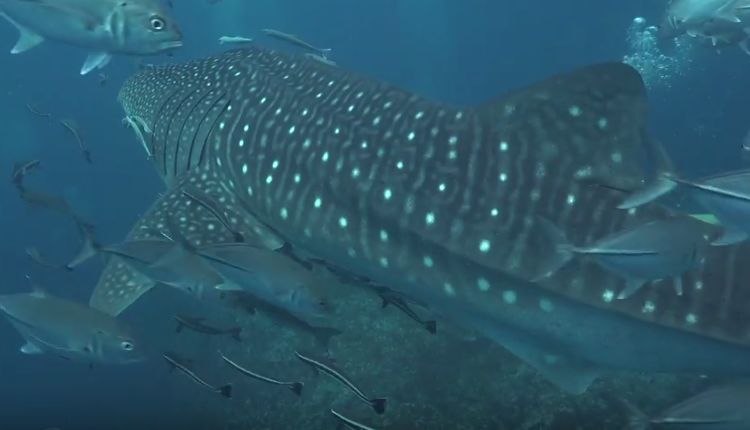 d6c4489c-6467-440d-9bd6-28b6ffdae0b1