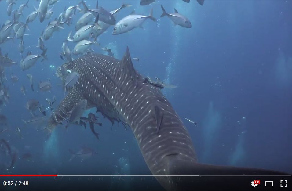 d6c4489c-6467-440d-9bd6-28b6ffdae0b1