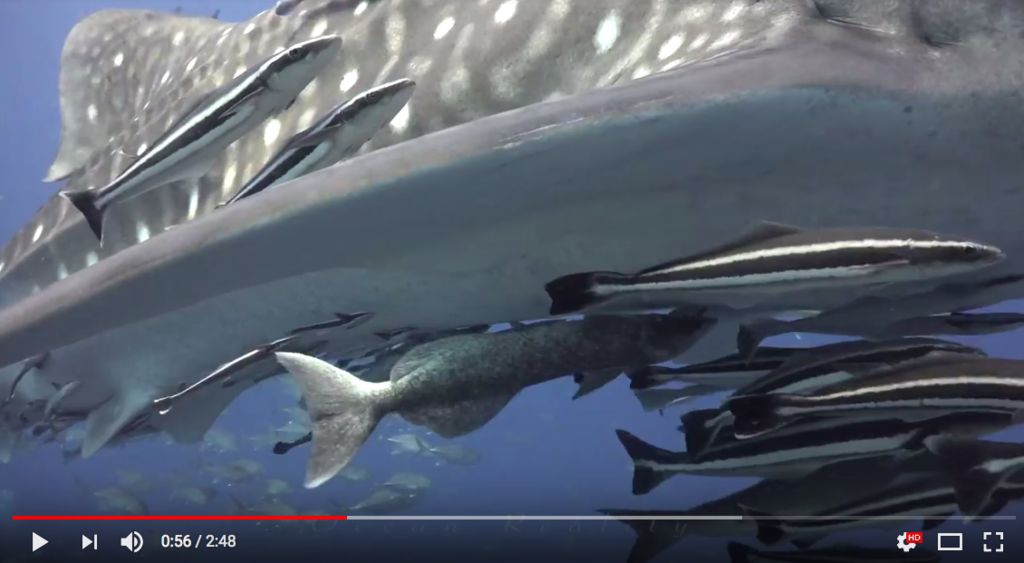 d6c4489c-6467-440d-9bd6-28b6ffdae0b1