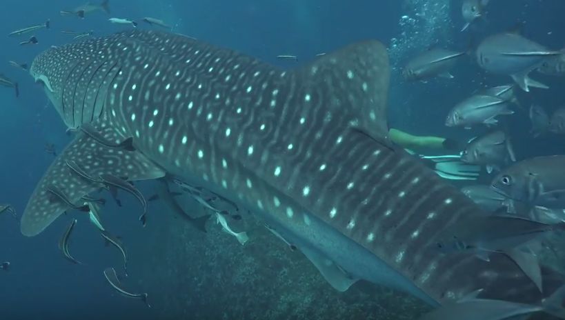 d6c4489c-6467-440d-9bd6-28b6ffdae0b1