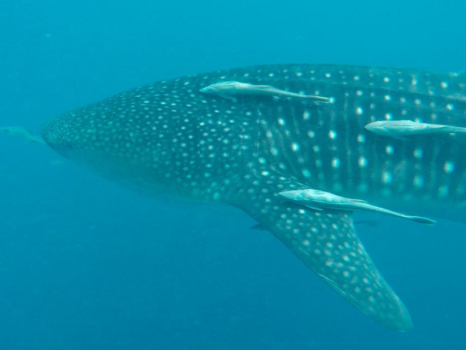 a8ee5a16-7028-4508-83c1-f9c9e9e3a0da