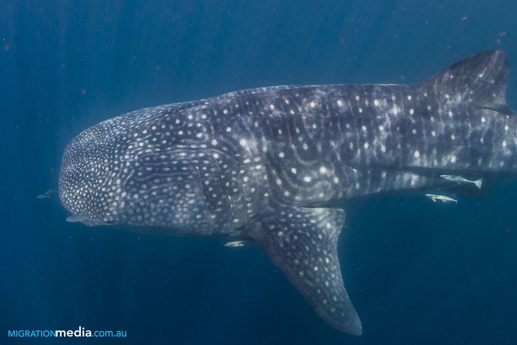 7dff9374-298b-44f6-9855-c0be59529f41