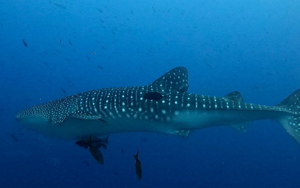 f04395df-d142-4198-91a9-d444ea84c952