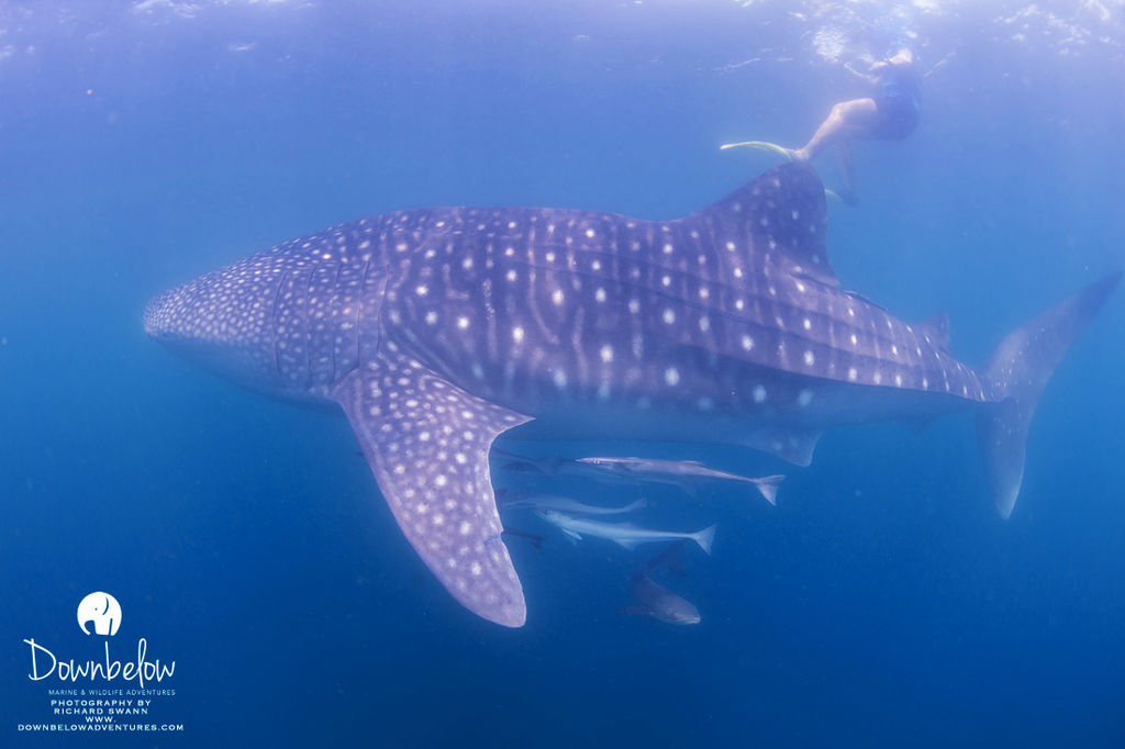 ab0229d3-a5d4-44e9-80ce-f27f9f865f3a