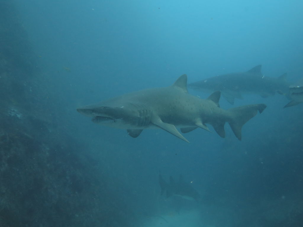 9c514a9e-3730-4e55-8a83-84dc1fbf20e5