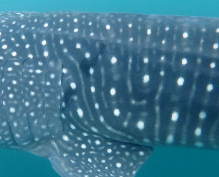 2a088e3a-caef-47e9-8a27-3741e8823aca