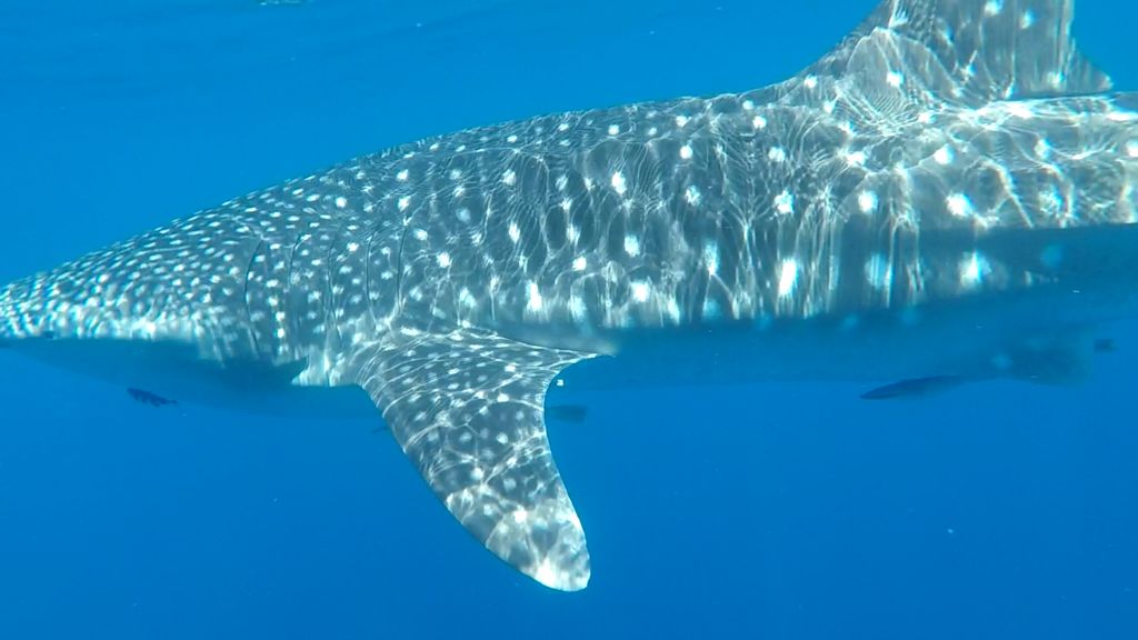 77a8cc9c-3252-4625-8dce-c9174ed45567