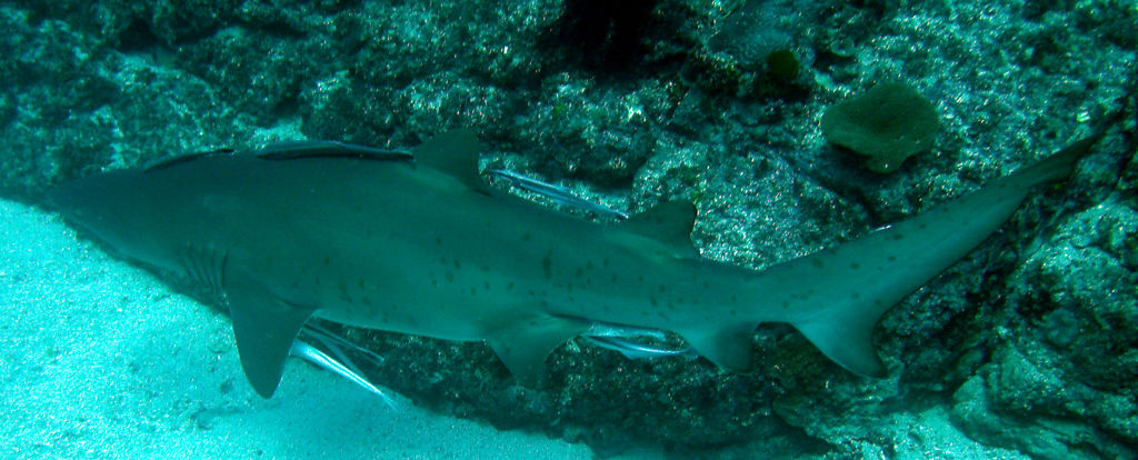 f539ac1e-55a4-4f66-8e86-65e23c9bd037