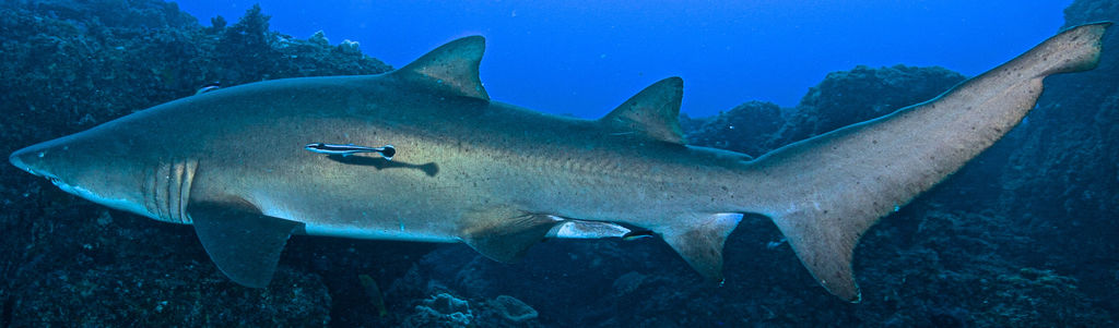 130a71fd-3b8c-4a43-a28d-3347dce1e343