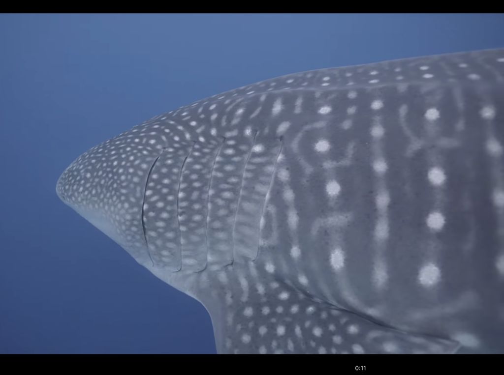 46d0774b-5f63-458b-91ca-1f4f438f74bc