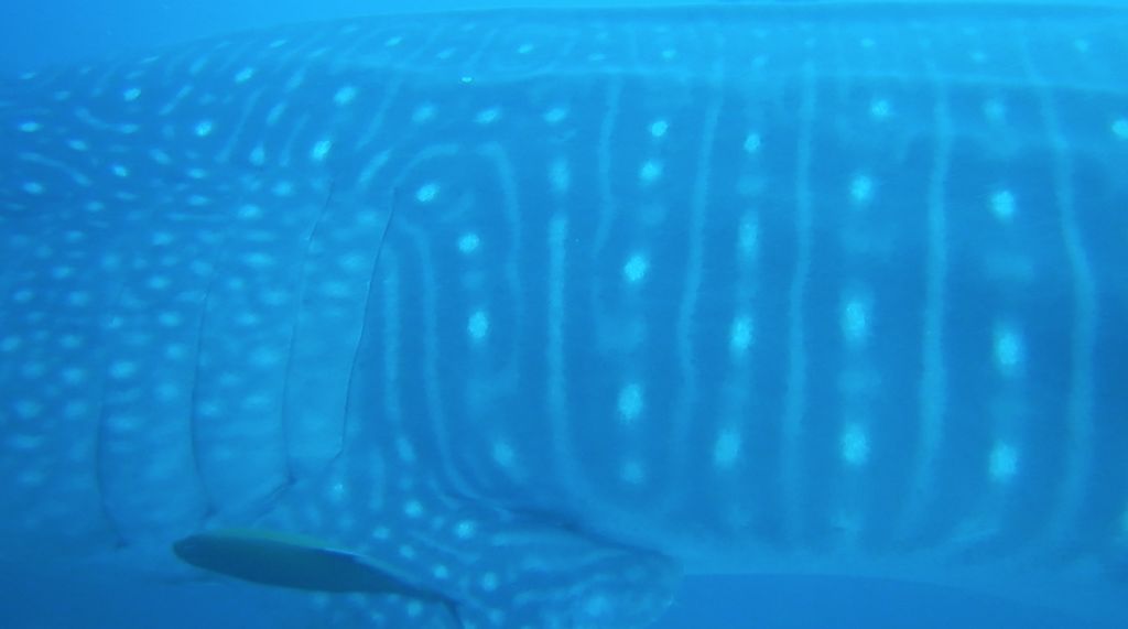 a2d08663-c61a-4740-8441-4d4d49293390