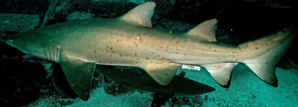 dce0decd-c149-48c7-84a0-2fe050d9fc01