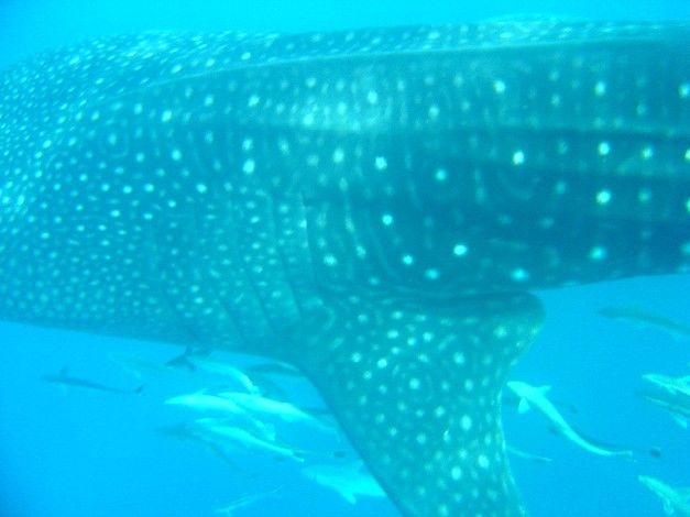 96e8c27e-a857-4fc1-b989-a8b59705ad59