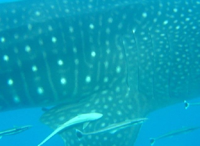 96e8c27e-a857-4fc1-b989-a8b59705ad59