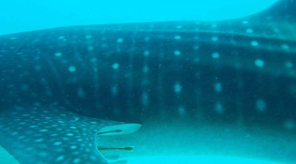 60c0ff04-7255-4ffb-b774-129353bc8cbf