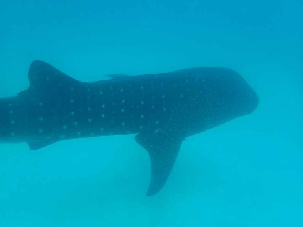 60c0ff04-7255-4ffb-b774-129353bc8cbf