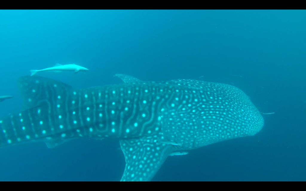 bf1547bd-6262-430e-9b28-a02256f495fa