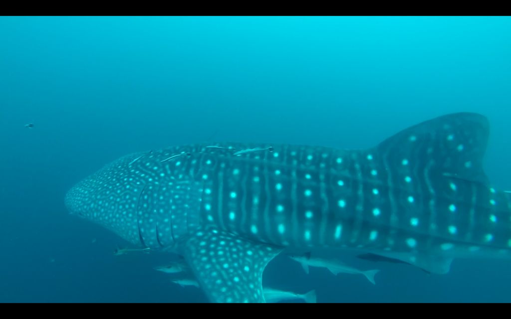 bf1547bd-6262-430e-9b28-a02256f495fa