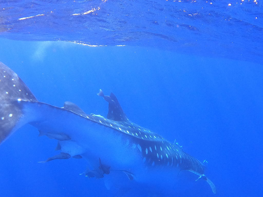 de5d7324-0e42-41a4-ae16-1a6acdacdd25