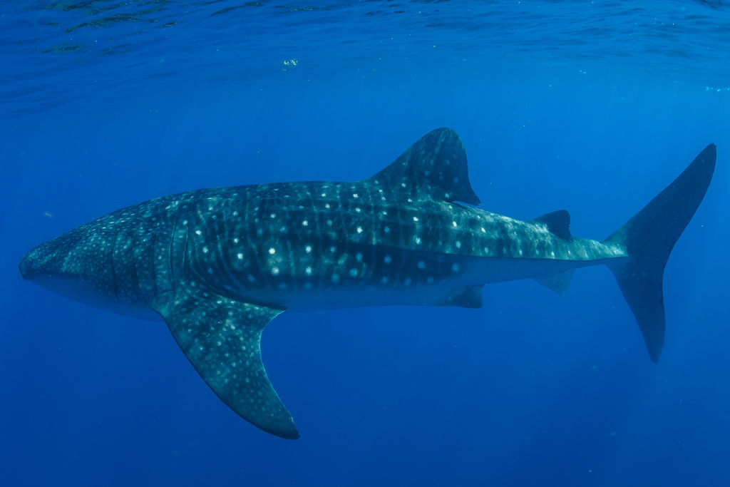 c615ad1c-0e05-49ec-9340-86110d8fd737